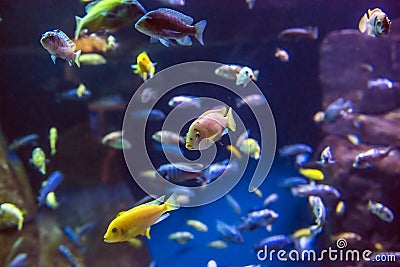 New York Aquarium Stock Photo