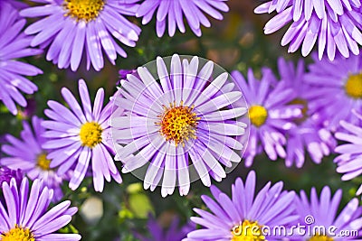 New York asters Stock Photo