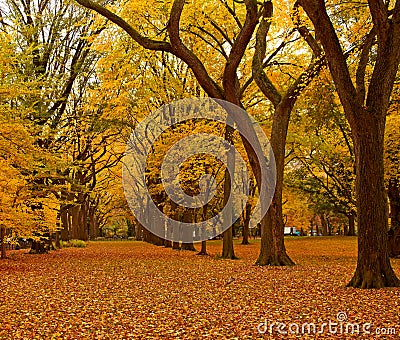 New York City Central Park alley in the Fall. Stock Photo