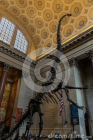 New York City Museum of Natural Sciences Dinosaurs Editorial Stock Photo