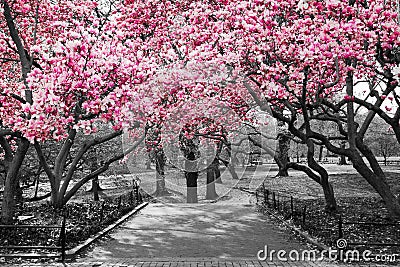 New York City - Pink Blossoms in Black and White Stock Photo