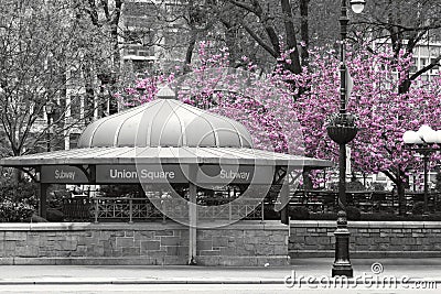New York City subway station entrance in Union Square Park in black and white with pink blossoms Editorial Stock Photo