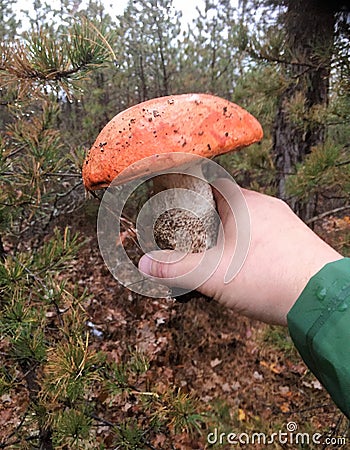 New york long island boletes mushrooms hunting Stock Photo