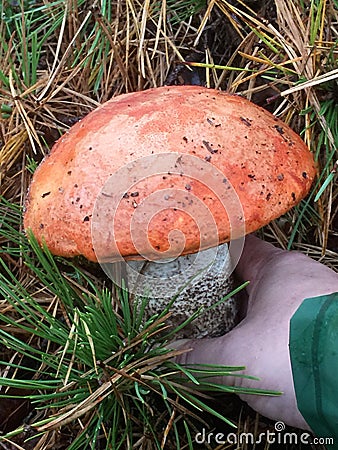 New york long island boletes mushrooms hunting Stock Photo