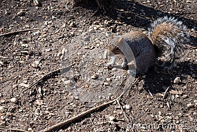 A New York squirrel in Central Park Stock Photo