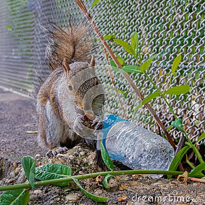 New York squirrel Stock Photo