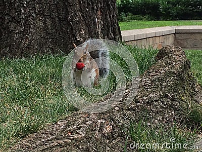 New york squirrel Stock Photo