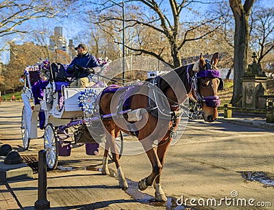 Ornately decorated horse drawn carriage with tourists, Central Park New York, Manhattan buildings in the background Editorial Stock Photo