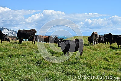 A herd of cows grazing at Three Sisters and the Elephant Rock in New Zealand Stock Photo