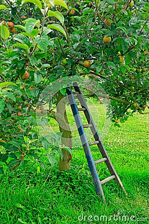 New Zealand apples on the tree waiting to be picked. Stock Photo
