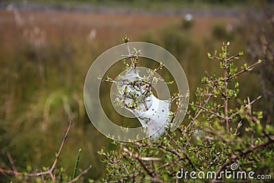 New Zealand bush with spider nursery Stock Photo