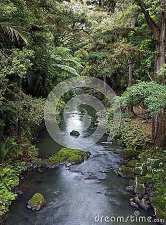 New zealand, creek in the forest Stock Photo