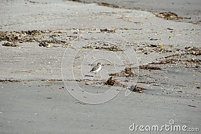 New Zealand Dotterel on beach Stock Photo