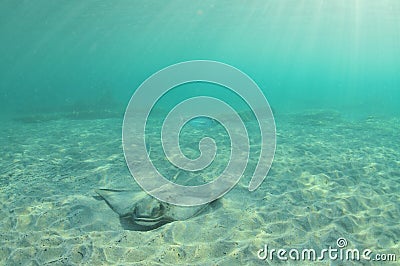 New Zealand Eagle Ray On Sand Stock Photo