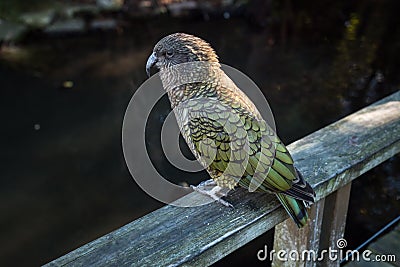 New Zealand endemic alpine parrot Kea Stock Photo