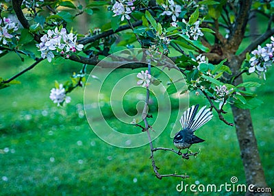 New Zealand Fantail standing on a tree branch in a garden covered in greenery Stock Photo