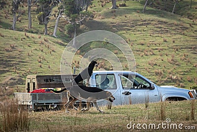 New Zealand farming scene, Huntaway dog alongside heading dog on back of utility vehicle Stock Photo