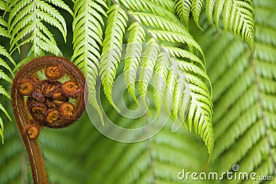 New Zealand fern koru Stock Photo