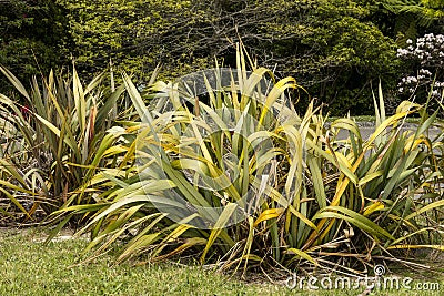 New Zealand Flax Suffering from PYLD Stock Photo