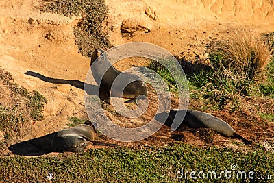 New Zealand fur seal family relaxing in nature Stock Photo