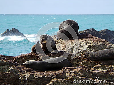 New Zealand Fur Seals Stock Photo