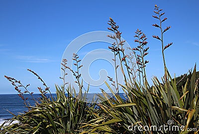 New Zealand Harakeke Flax Flowering By the Ocean Stock Photo