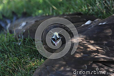 New Zealand Hawk Stock Photo