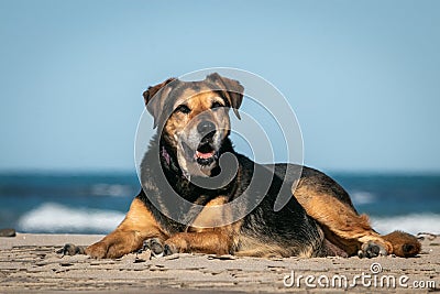 New Zealand Huntaway dog at a beach in Gisborne Stock Photo
