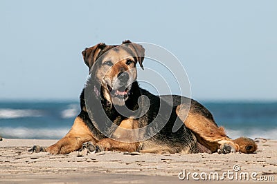 New Zealand Huntaway dog at a beach in Gisborne Stock Photo