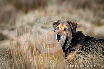 New Zealand Huntaway dog at a beach in Gisborne Stock Photo