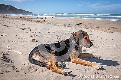 New Zealand Huntaway dog at the beach after retiring from 10 years working full time sheep herding Stock Photo