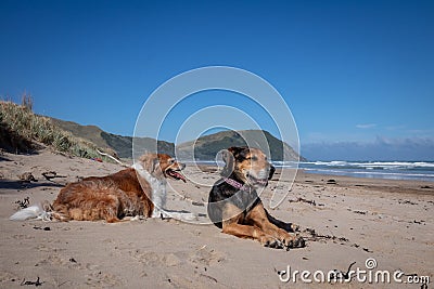 New Zealand Huntaway dog at the beach after retiring from 10 years working full time sheep herding Stock Photo