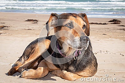 New Zealand Huntaway lying on beach in sun two days after retiring from being a full time sheepdog Stock Photo