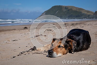 New Zealand Huntaway dog at the beach after retiring from 10 years working full time sheep herding Stock Photo