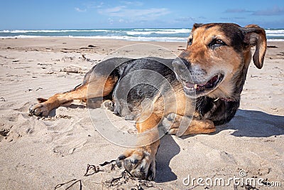 New Zealand Huntaway dog at the beach after retiring from 10 years working full time sheep herding Stock Photo