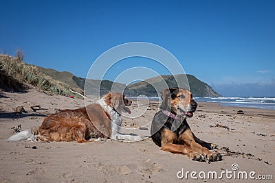 New Zealand Huntaway dog at the beach after retiring from 10 years working full time sheep herding Stock Photo