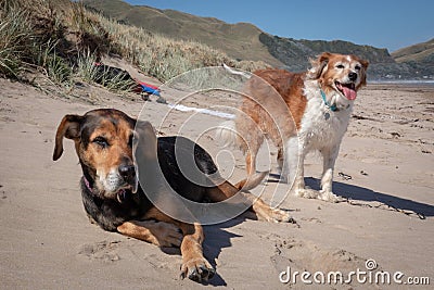 New Zealand Huntaway on beach in sun two days after retiring from being a full time sheepdog Stock Photo