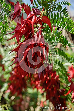 Kaka beak plant and bright red curving shaped flowers Stock Photo