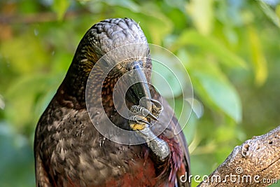 New Zealand Kaka Brown Parrot Feeding Stock Photo