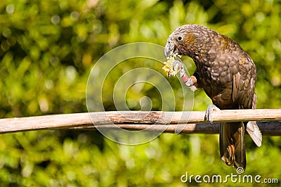 New Zealand Kaka Parrot Stock Photo