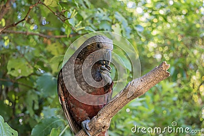 New Zealand Kaka Brown Parrot Sitting In Tree Stock Photo