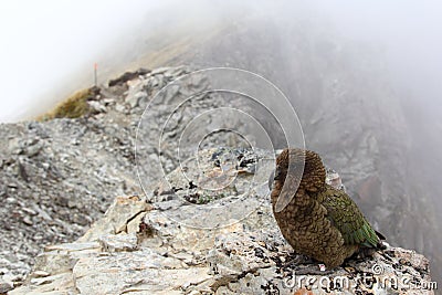 New Zealand Kea Stock Photo