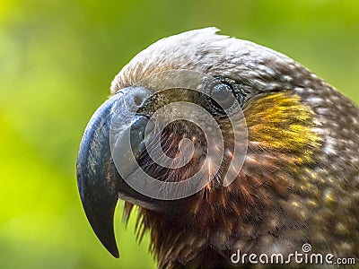 New Zealand native Kaka parrot Stock Photo