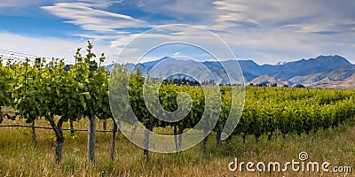 new zealand organic vineyard Marlborough area Stock Photo