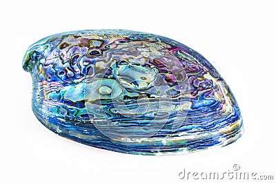 New Zealand Paua shell Stock Photo