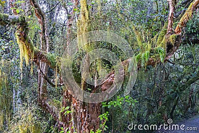 New Zealand rain forest dense and dark Stock Photo