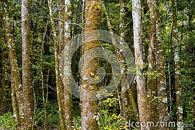 New Zealand, Rain forest Fantail Falls Stock Photo