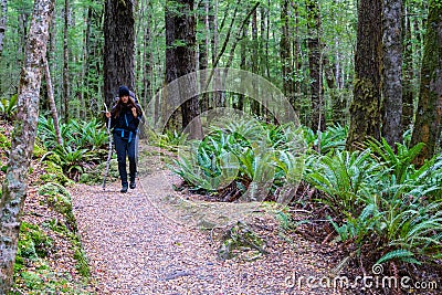 In New Zealand rain forest Editorial Stock Photo