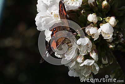 New Zealand red admiral butterfly, vanessa gonerilla feeding in springtime Stock Photo