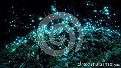 New Zealand`s glow worms in a dark cave Stock Photo